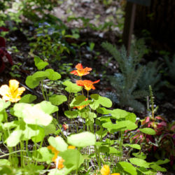 ガーデン:ガーデンやプランターのハーブは、お料理等にお使いください。