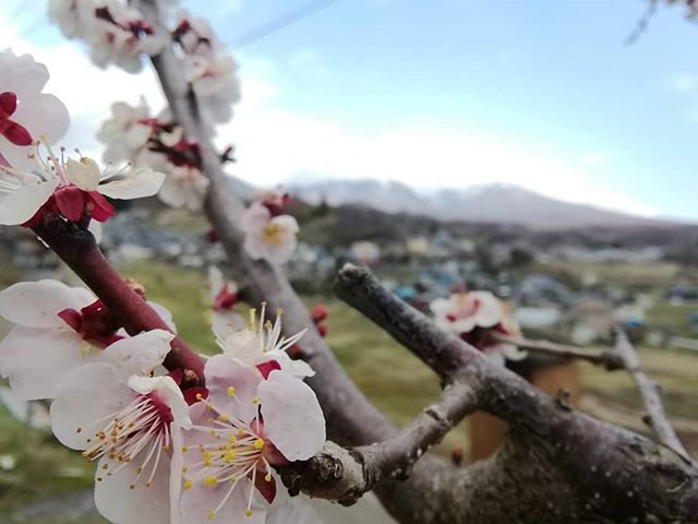 山岳マルシェの梅の花は満開に近くなりました。浅間連峰は先日の雪で再び白くなり、空気はやや冷たいです。こんな時だからこそ、身近にあるものの美しさ、大切さに目を向ける時間を持ちたいものですね。今週も水曜日～土曜日、13時～17時営業しております。#山岳マルシェ#小諸市#長野県#金継ぎ#金継ぎ教室#雑貨#montbell#Yamasanka#信州土産#アート#kintsugi#workshop#knicknac#art#artwork#nagano#komoro#登山#風景#田舎暮らし#梅の花