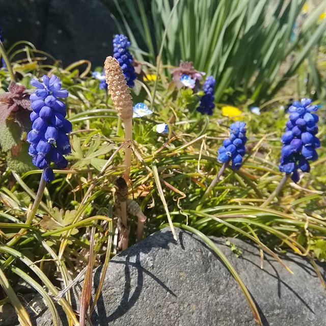 【今週も水曜日～土曜日、13時～17時営業します】.野草がにょきにょき。ツクシとノビルは、お好み焼きかチヂミに入れるのが好きです。.本日、マンツーマン金継教室もあります。ありがたいことです.#山岳マルシェ#小諸市#長野県#金継ぎ#金継ぎ教室#雑貨#montbell#Yamasanka#信州土産#アート#kintsugi#workshop#knicknac#art#artwork#nagano#komoro#登山#風景#田舎暮らし#野草