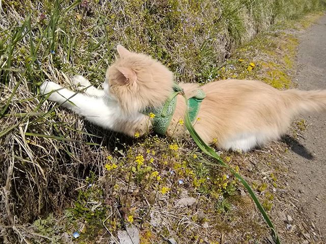 草むらの中のヤモリに飛びかかるの図。本日も13時～17時、まったり営業いたします。#山岳マルシェ#小諸市#長野県#金継ぎ#金継ぎ教室#雑貨#montbell#Yamasanka#信州土産#アート#kintsugi#workshop#knicknac#art#artwork#nagano#komoro#登山#風景#田舎暮らし#ねこのいるお店