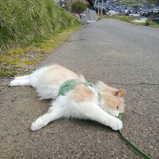 【今日のぷーちゃん】.ねっころがるのが好き×3パターン。猫の散歩は飼い主の運動にはなりませぬ。.本日も13時～17時、営業致します。.#山岳マルシェ#小諸市#長野県#金継ぎ#金継ぎ教室#雑貨#montbell#Yamasanka#信州土産#アート#kintsugi#workshop#knicknac#art#artwork#nagano#komoro#登山#風景#田舎暮らし#ねこのいるお店