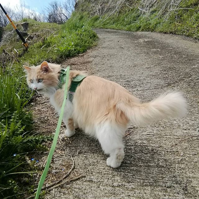 【 今日のぷーちゃん / Today's Pooh 】.タヌキじゃないのよワタシは、HAHA～.I'm not a racoon dog..連日よいお天気に恵まれております。昨日は金継ぎのご依頼のお客様、ありがとうございました。おうち時間に、欠けたりヒビの入ったりした器を整理してみるのもよいですね。修理すれば、気持ちよくまた使えます。本日も13時～17時、営業致します。.#山岳マルシェ#小諸市#長野県#金継ぎ#金継ぎ教室#雑貨#montbell#Yamasanka#信州土産#アート#kintsugi#workshop#knicknac#art#artwork#nagano#komoro#登山#風景#田舎暮らし#ねこのいるお店
