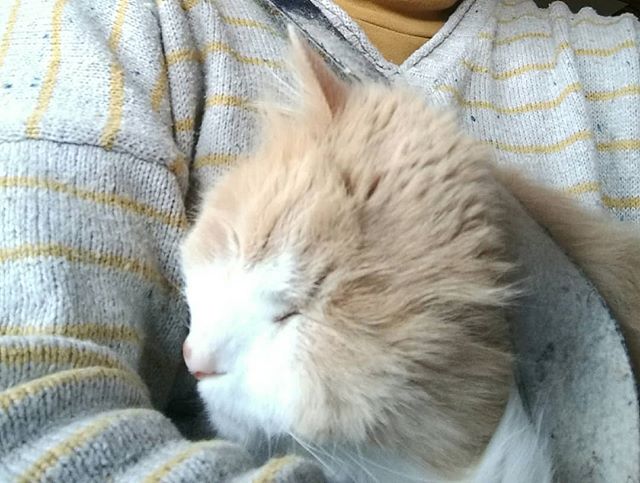 狭いところに潜り込むのが大好きなぷーちゃん。仕事中も食事中も膝の上に来てしまうので…はかどりません。.今週も水曜日～土曜日、13時～17時、ひっそり営業致します。.#山岳マルシェ#小諸市#長野県#金継ぎ#金継ぎ教室#雑貨#montbell#Yamasanka#信州土産#アート#kintsugi#workshop#knicknac#art#artwork#nagano#komoro#登山#風景#田舎暮らし#ねこのいるお店