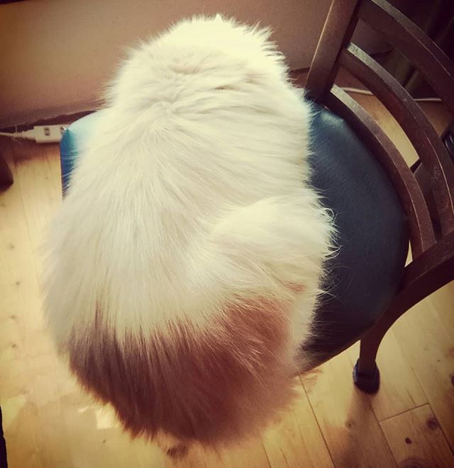 椅子からはみ出している、丸い物体。頭はどうなっているの??→写真２枚目こうなっていました。.今日は雨なので、お散歩に行けません。.#山岳マルシェ#小諸市#長野県#金継ぎ#金継ぎ教室#雑貨#montbell#Yamasanka#信州土産#アート#kintsugi#workshop#knicknac#art#artwork#nagano#komoro#登山#風景#田舎暮らし#ねこのいるお店